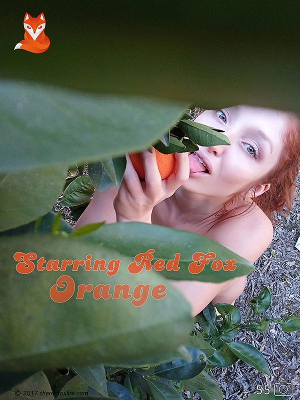 [TheRedFoxLife] Selfies. Red Fox - Orange